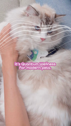 Healy ad: wellness for pets
