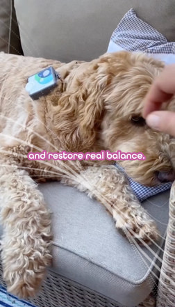 Healy ad with a dog wearing the device